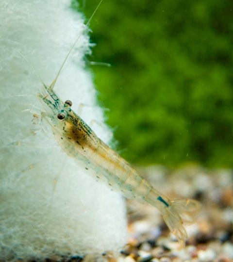 Amano Garnaal Japonica (CARIDINA MULTIDENTATA L)