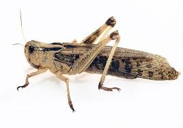 Sprinkhaan (Bulk-100 Stuks) (LOCUSTA MIGRATORIA M (BULK))