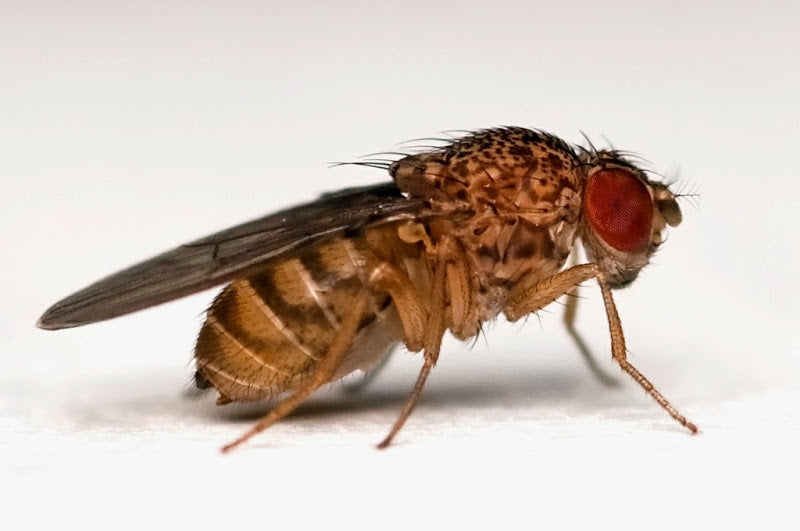 Fruitvlieg (Doosje) (DROSOPHILA HYDEI L)