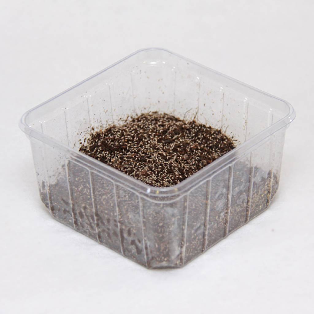 Springstaartjes (COLLEMBOLA (BOX 500 ML))