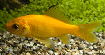 Goudvis Geel (CAR. AURATUS YELLOW 10/12)