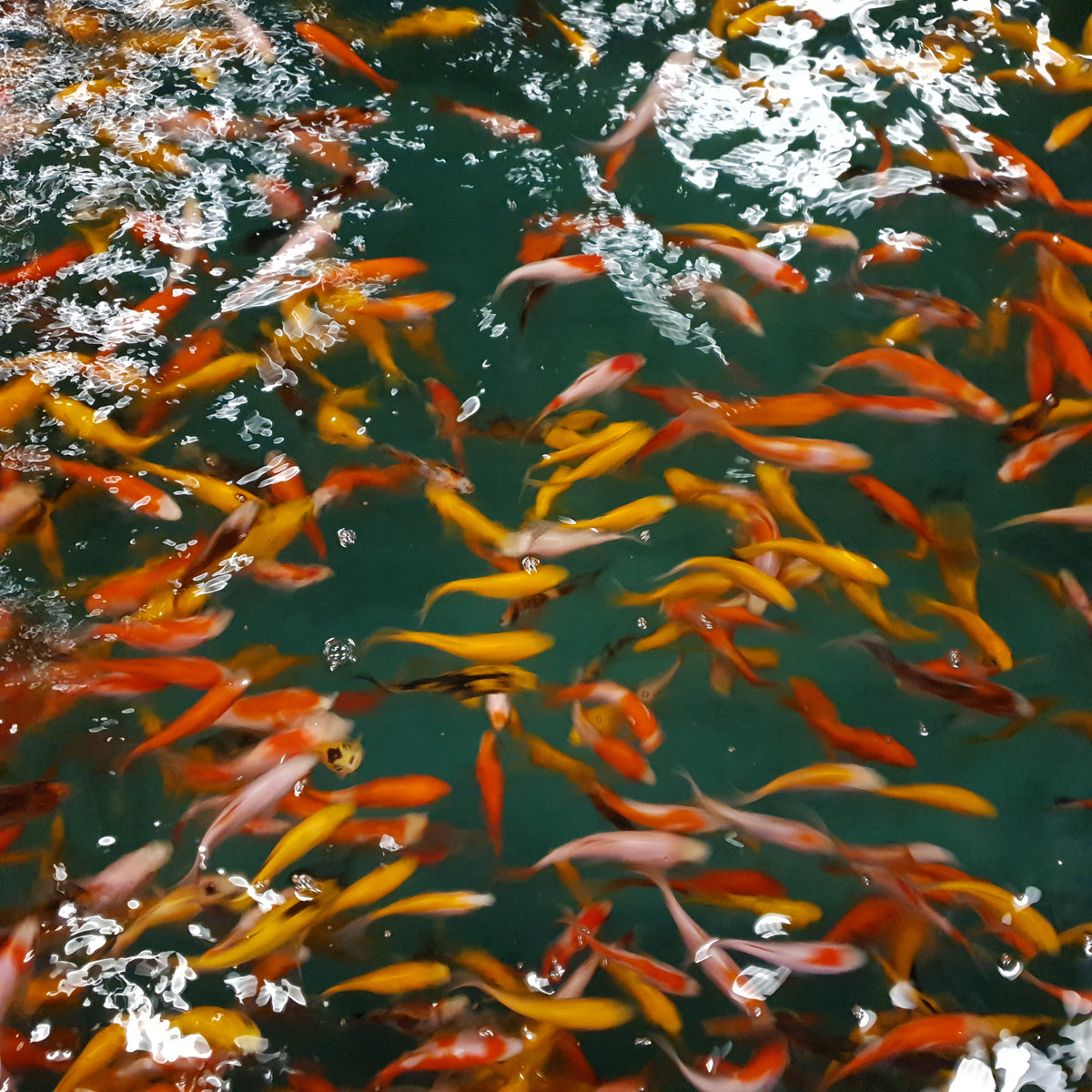Goudvis Mix (CAR. AURATUS GOLDFISH MIX  7/10)