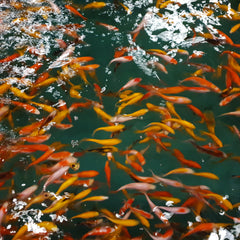 Goudvis Mix (CAR. AURATUS GOLDFISH MIX  10/12)