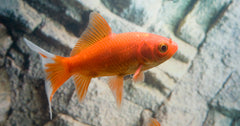 Goudvis Komeetstaart (CAR. AURATUS COMET 4/7)