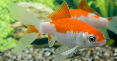 Goudvis Sarasa (CAR. AURATUS SARASA 7/10)