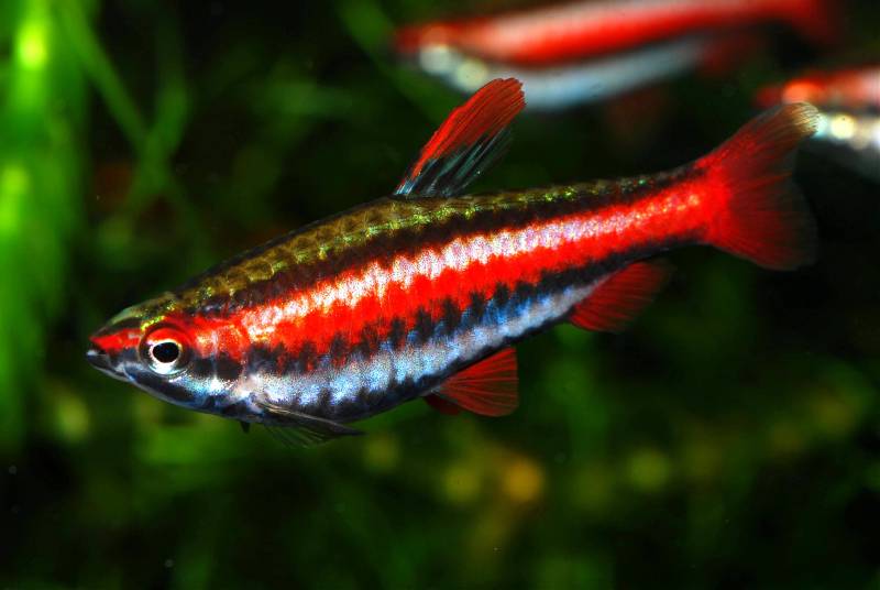Potloodvisje Koraal Rood (NANNOSTOMUS MORTENTHALERI L)