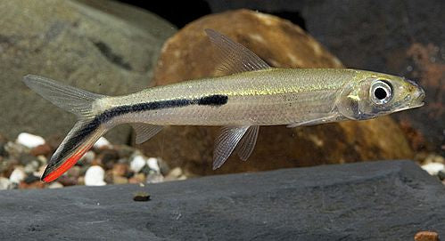 Veerzalm (HEMIODUS GRACILIS XL)