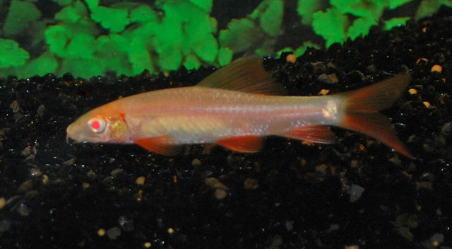 Regenbooglabeo Albino (EPALZEORHYNCHOS FRENATUM ALBINO M)