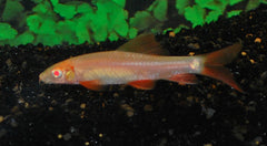 Regenbooglabeo Albino (EPALZEORHYNCHOS FRENATUM ALBINO M)