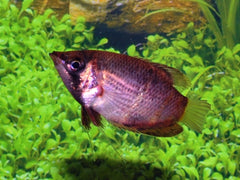 Chocoladegoerami (SPHAERICHTHYS OSPHROMENOIDES  M)