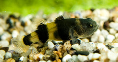 Bijtje (BRACHYGOBIUS DORIAE M)