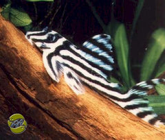 L046 Zebra Pleco (L046 HYPANCISTRUS ZEBRA (23NL316824/11) S)