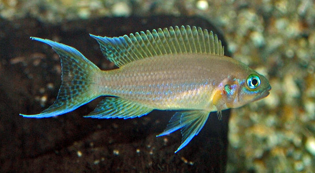 Tanganyika Cichlide Daffodil (NEOLAMPROLOGUS PULCHER DAFFODIL L)