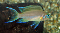 Tanganyika Cichlide Daffodil (NEOLAMPROLOGUS PULCHER DAFFODIL L)