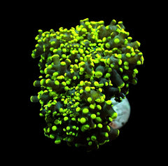 Euphyllia yaeyamaensis (Green) (Ultra) (1 hd.)