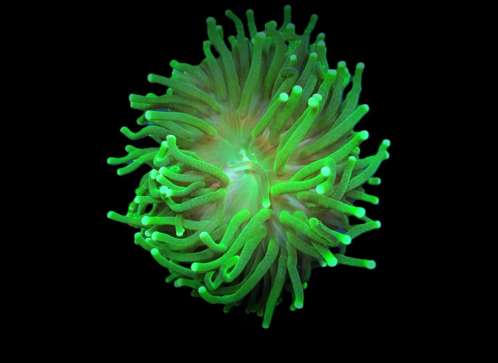 Euphyllia glabrescens (Green) (Ultra) (1 hd.)