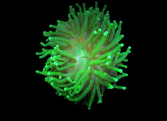 Euphyllia glabrescens (Green) (Ultra) (1 hd.)
