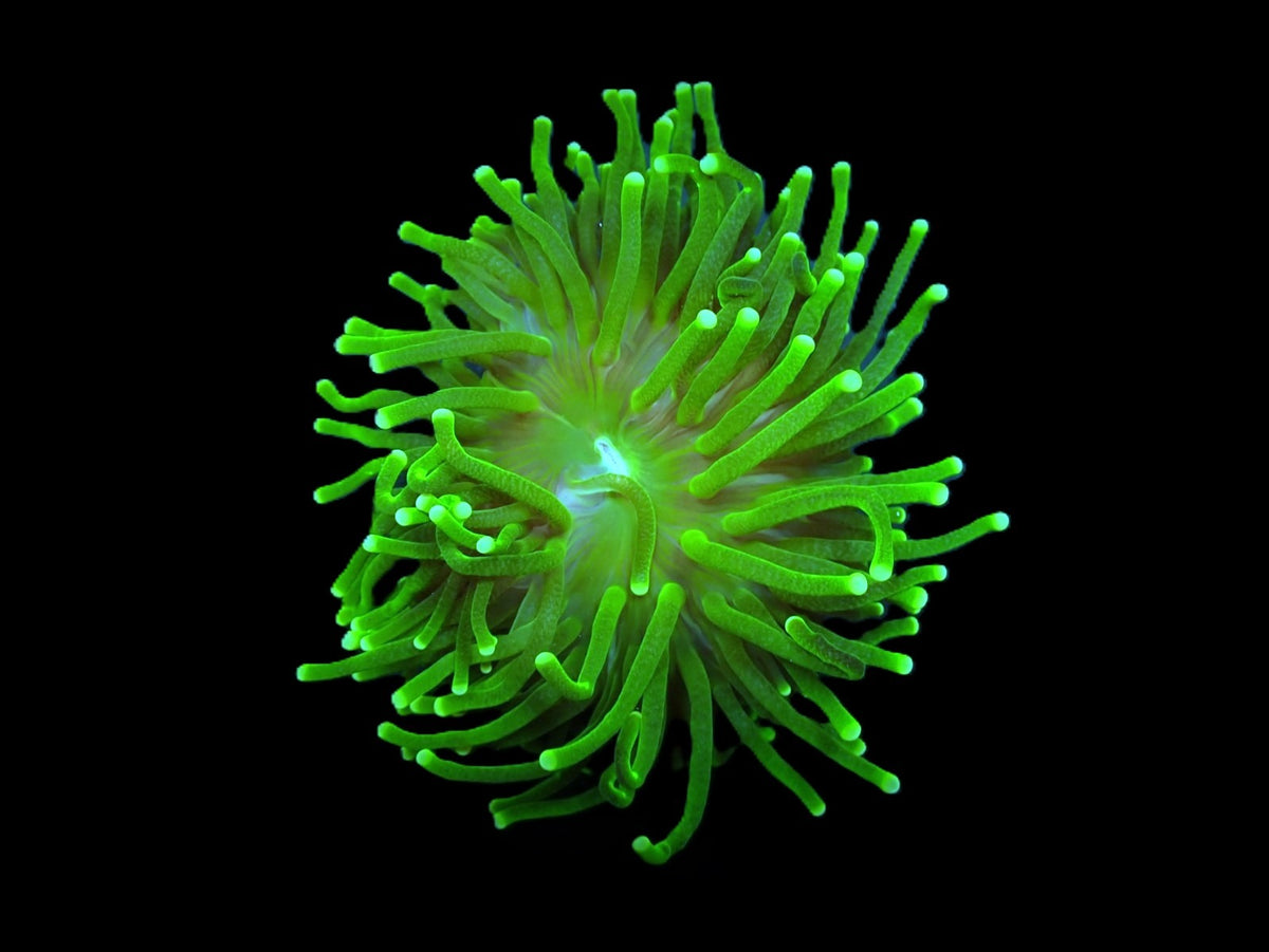 Euphyllia glabrescens (Green) (Ultra) (1 hd.)