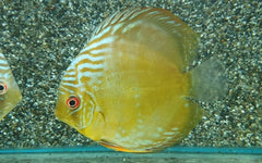 Discus cameta