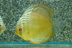 Discus Cameta (S. AEQUIFASCIATUS CAMETA XL)