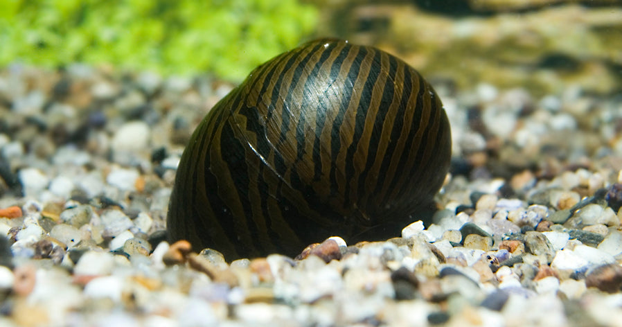 Zebraslak (NERITINA TURRITA ZEBRA M)