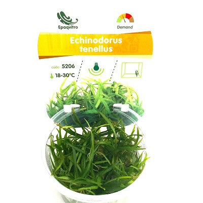 Echinodorus tennelus in cup @