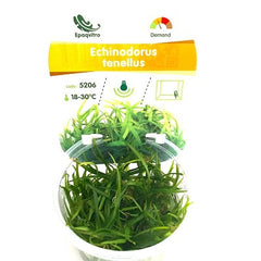 Echinodorus tennelus in cup @