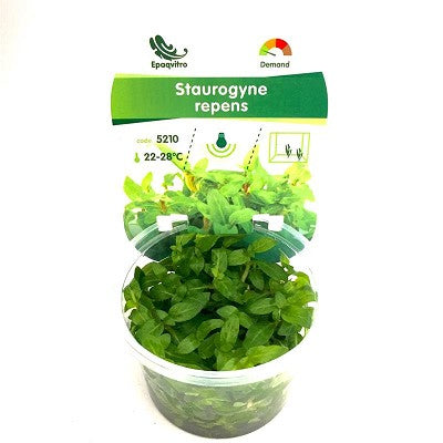 Staurogyna repens in cup