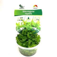 Staurogyna repens in cup