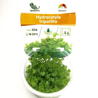 Hydrocotyle tripartita in cup