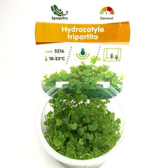 Hydrocotyle tripartita in cup