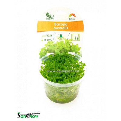 Bacopa australis Epaqvitro 100 ml.