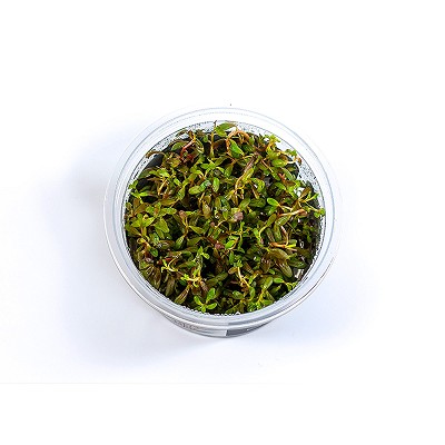 Rotala sp. Yao Yai Epaqvitro 100 ml.