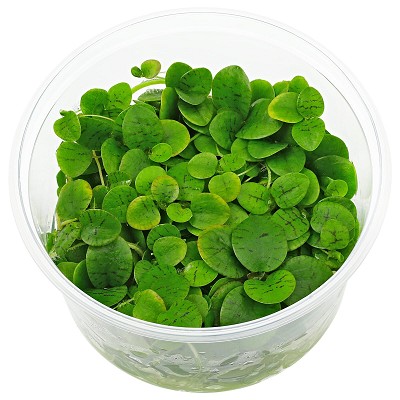 Limnobium laevigatum Epaqvitro 100 ml