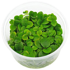 Limnobium laevigatum Epaqvitro 100 ml