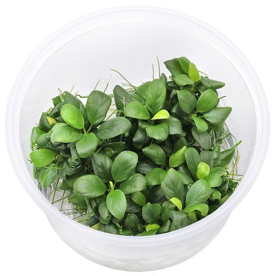 Anubias nana bonsai epaqvitro 100 ml