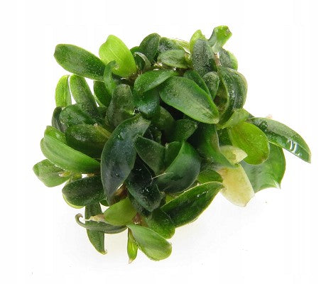 Bucephalandra sp. brownie Epaqvitro 100