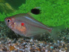 Bloedvlektetra (HYPHESSOBRYCON ERYTHROSTIGMA M)