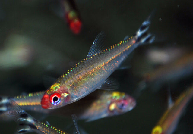 Roodkopzalm (HEMIGRAMMUS BLEHERI S/M)