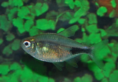 Karbonkelzalm (HEMIGRAMMUS PULCHER M)