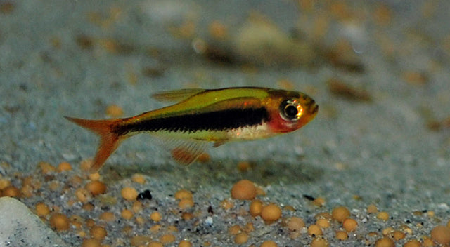 Tucano Tetra (TUCANOICHTHYS TUCANO M)