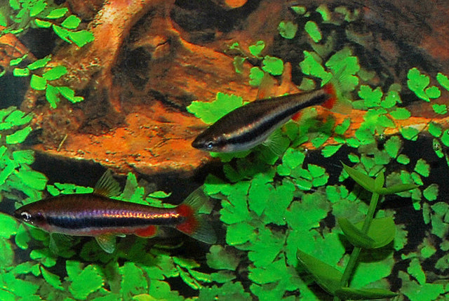 Potloodvisje Beckfordi (NANNOSTOMUS BECKFORDI M)