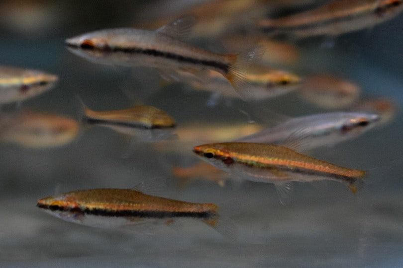 Potloodvisje Beckfordi Rood (NANNOSTOMUS BECKFORDI RED M)
