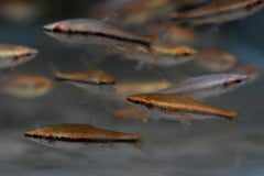 Potloodvisje Beckfordi Rood (NANNOSTOMUS BECKFORDI RED M)