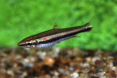 Drieband Potloodvisje (NANNOSTOMUS TRIFASCIATUS L)