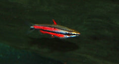 Potloodvisje Rubrocaudatus (NANNOSTOMUS RUBROCAUDATUS M)