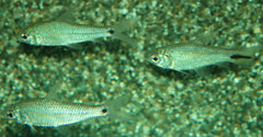 Tetra Macrolepis (CURIMATOPSIS MACROLEPIS L)