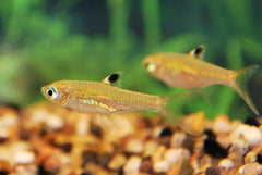 Oogvlekrasbora (BREVIBORA DORSIOCELLATA M)