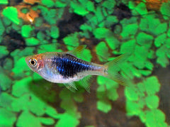 Kegelvlekbarbeel Blauw (TRIGONOSTIGMA HETEROMORPHA BLUE M)