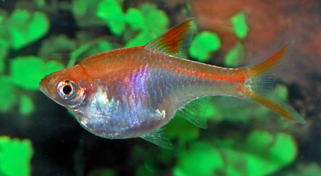 Kegelvlekbarbeel Goud (TRIGONOSTIGMA HETEROMORPHA GOLD M)